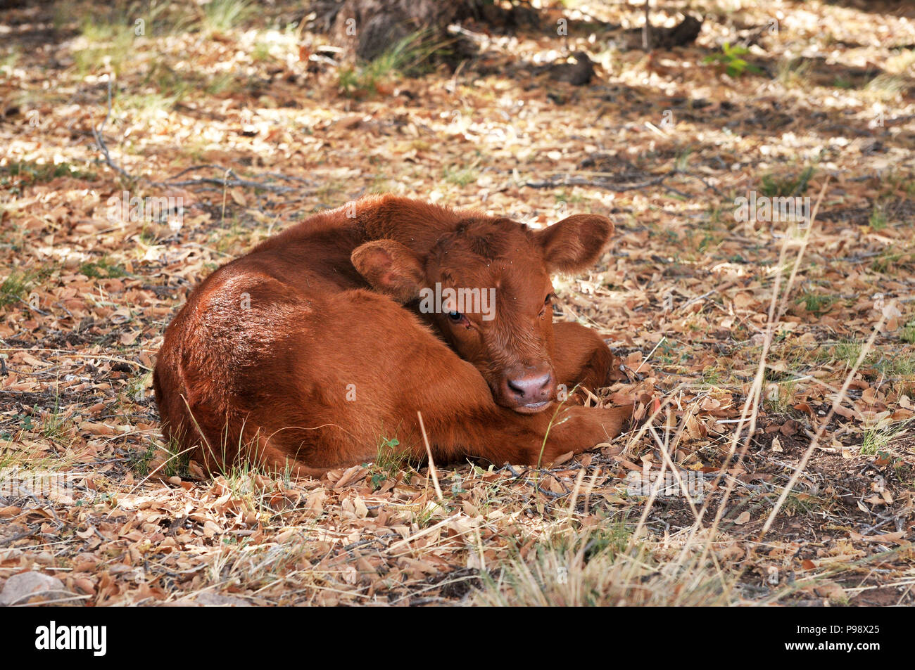 A calf that is part of a herd of range cattle sits under a tree in the foothills of the Santa Rita Mountains of the Coronado National Forest in the So Stock Photo