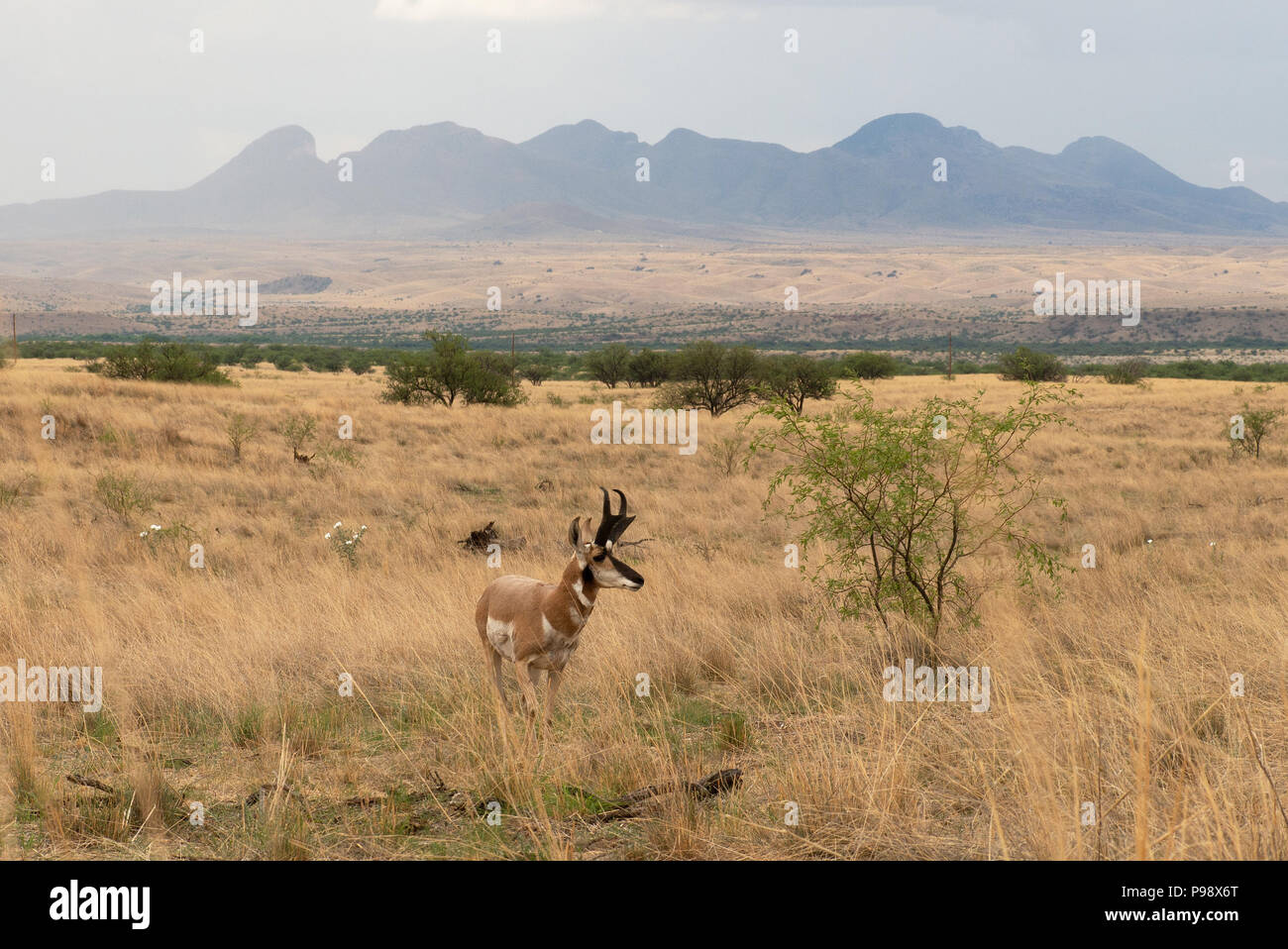 As monsoon rain falls on the Mustang Mountains, a Pronghorn Antelope, Antilocapra americana, crosses the grasslands on the Las Cienegas National Conse Stock Photo