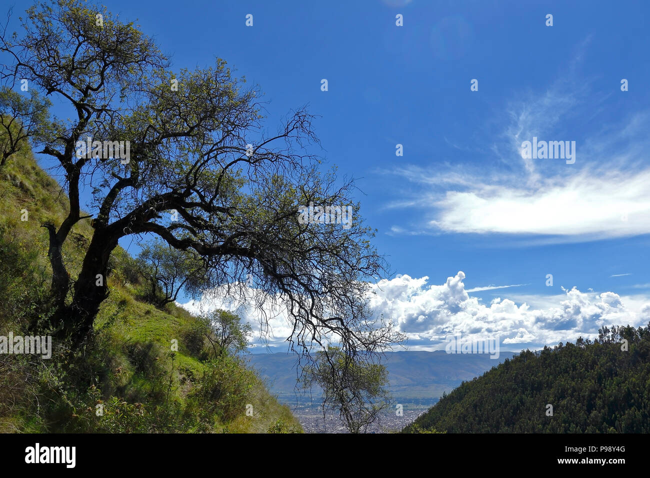 Eucalyptus tree above hi-res stock photography and images - Alamy
