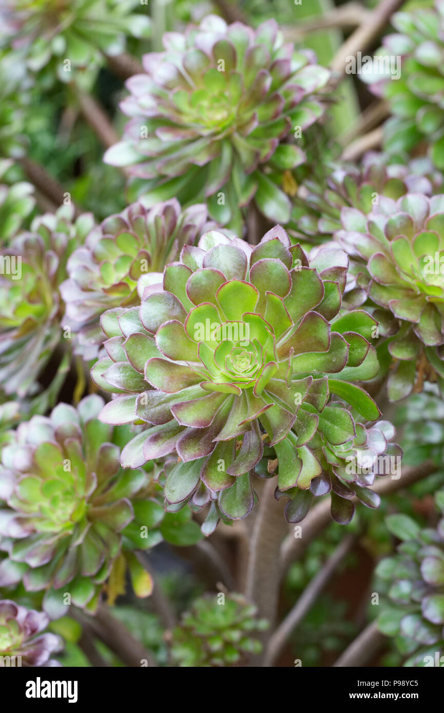 Aeonium plant. Stock Photo