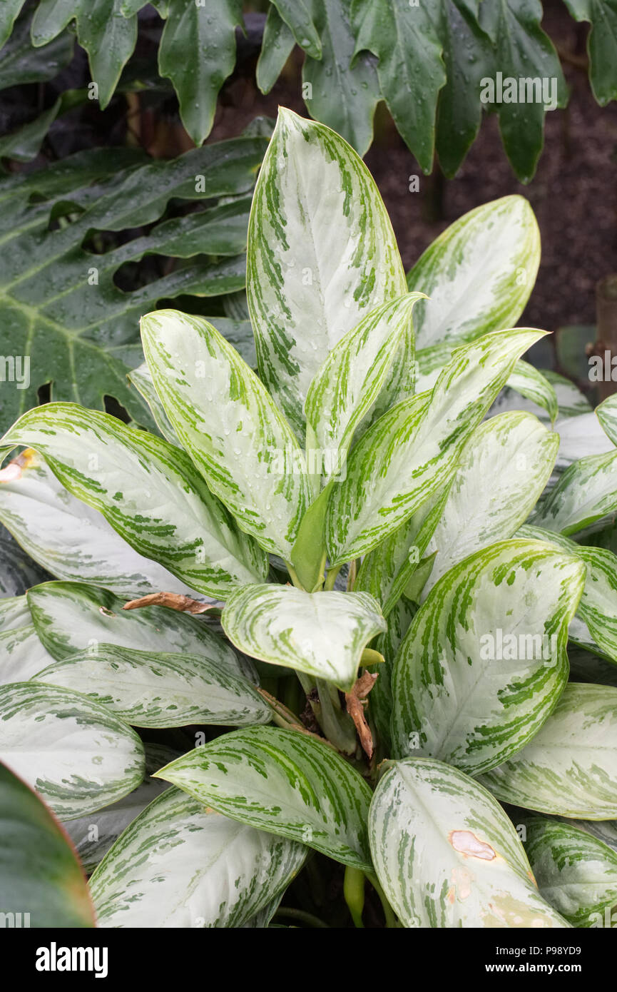 Aglaonema 'Silver Bay' leaves growing in a protected environment. Stock Photo