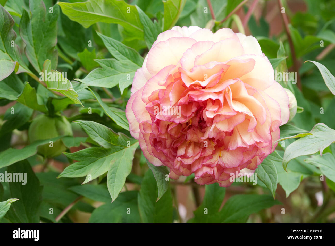 Paeonia × lemoinei 'Souvenir de Maxime Cornu'  flower. Stock Photo