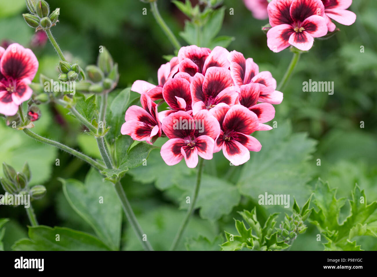 Unique pelargonium hi-res stock photography and images - Alamy