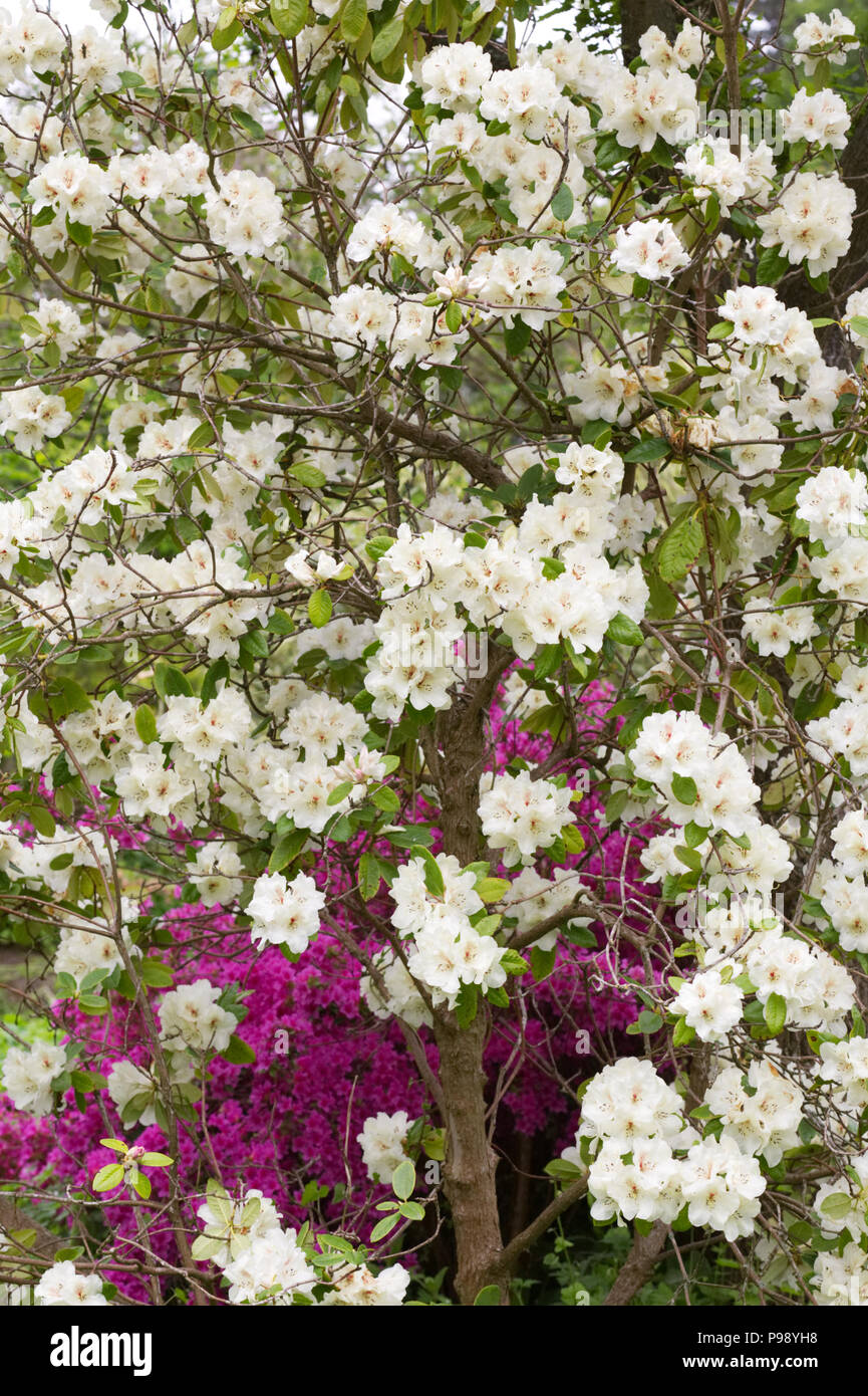 Rhododendron ‘Harvest moon’ flowering in spring. Stock Photo
