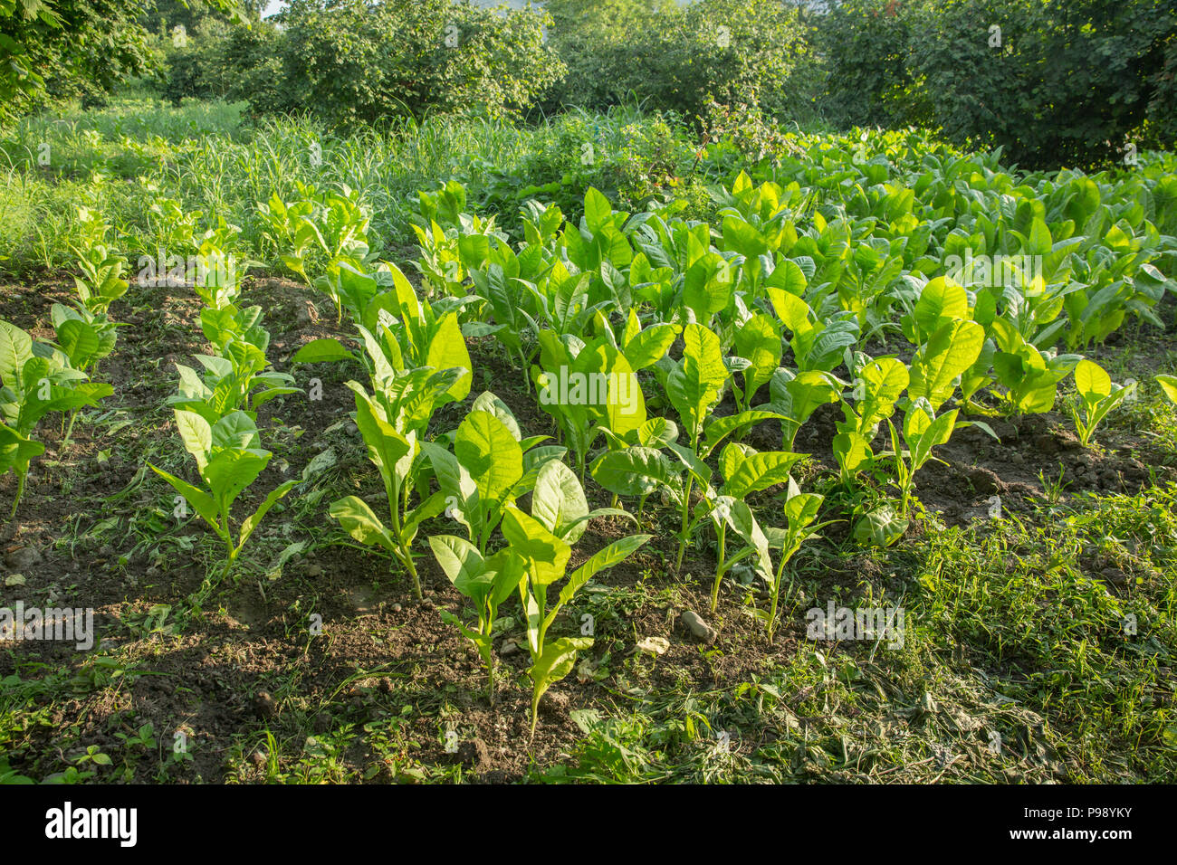 Amazing Tobacco plantation . Fresh new born tobacco plant fields Stock