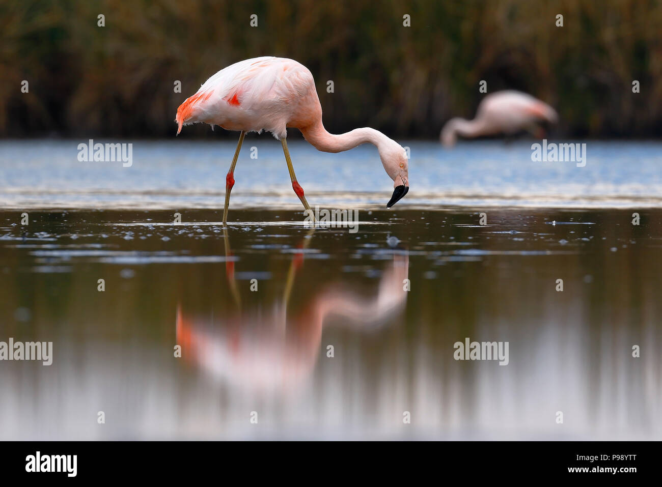Chilean flamingo (Phoenicopterus chilensis) perched on feeding lake Stock Photo