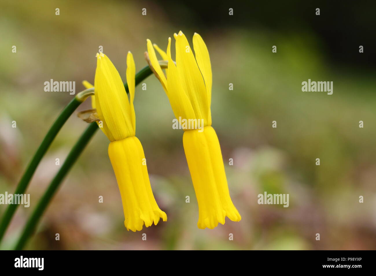 Narcissus cyclamineus. Cyclamen flowered daffodil in early spring, UK Stock Photo