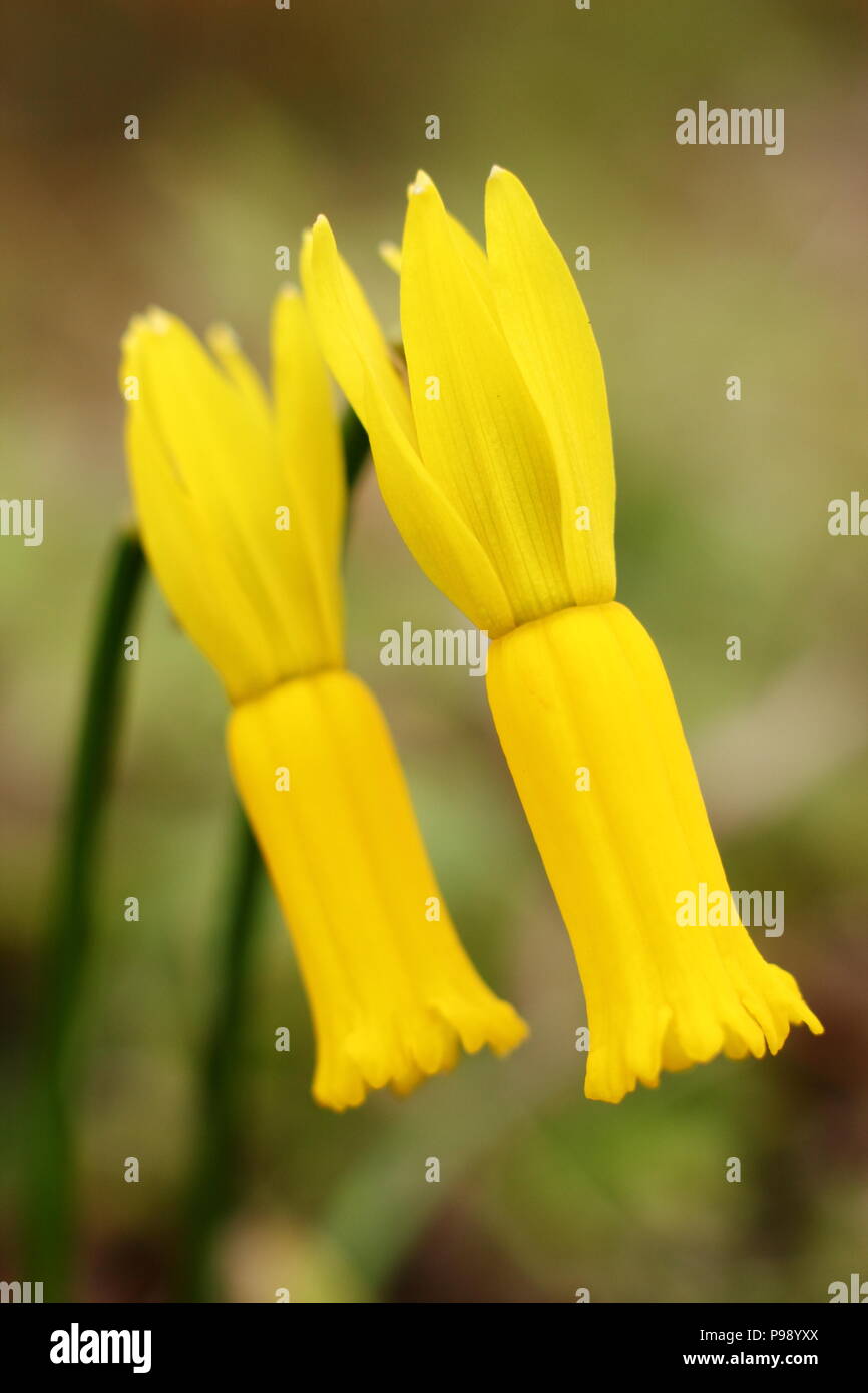 Narcissus cyclamineus. Cyclamen flowered daffodil in early spring, UK Stock Photo