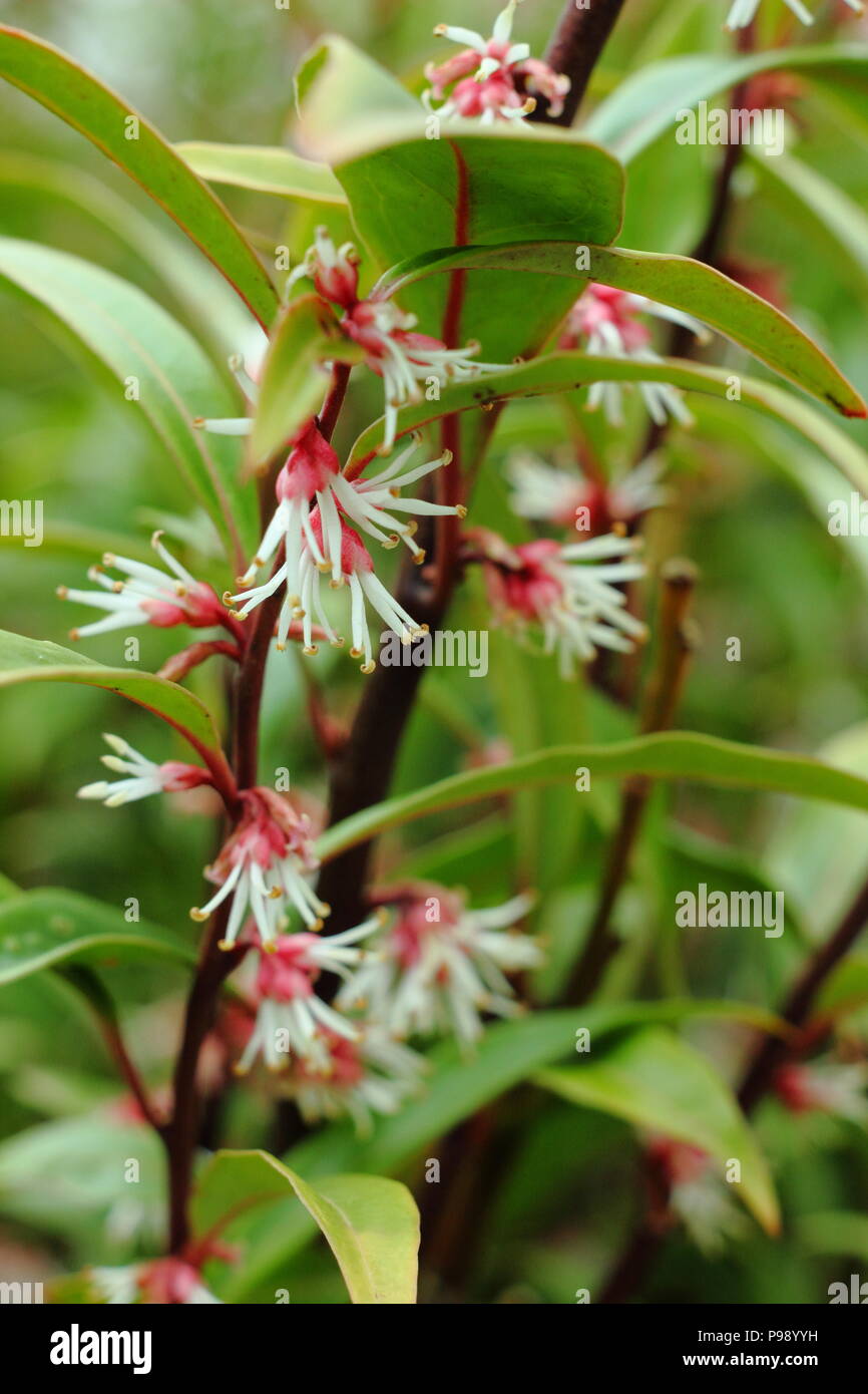 Sarcococca hookeriana hi-res stock photography and images - Alamy