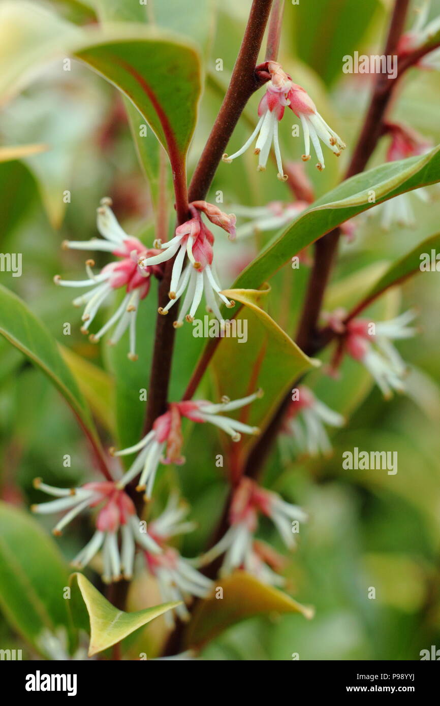 Sarcococca hookeriana hi-res stock photography and images - Alamy