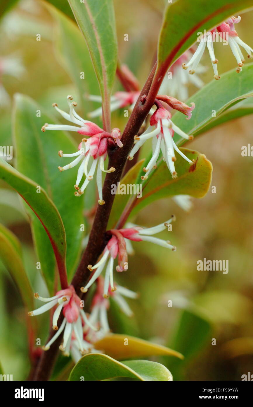 Sarcococca hookeriana hi-res stock photography and images - Alamy