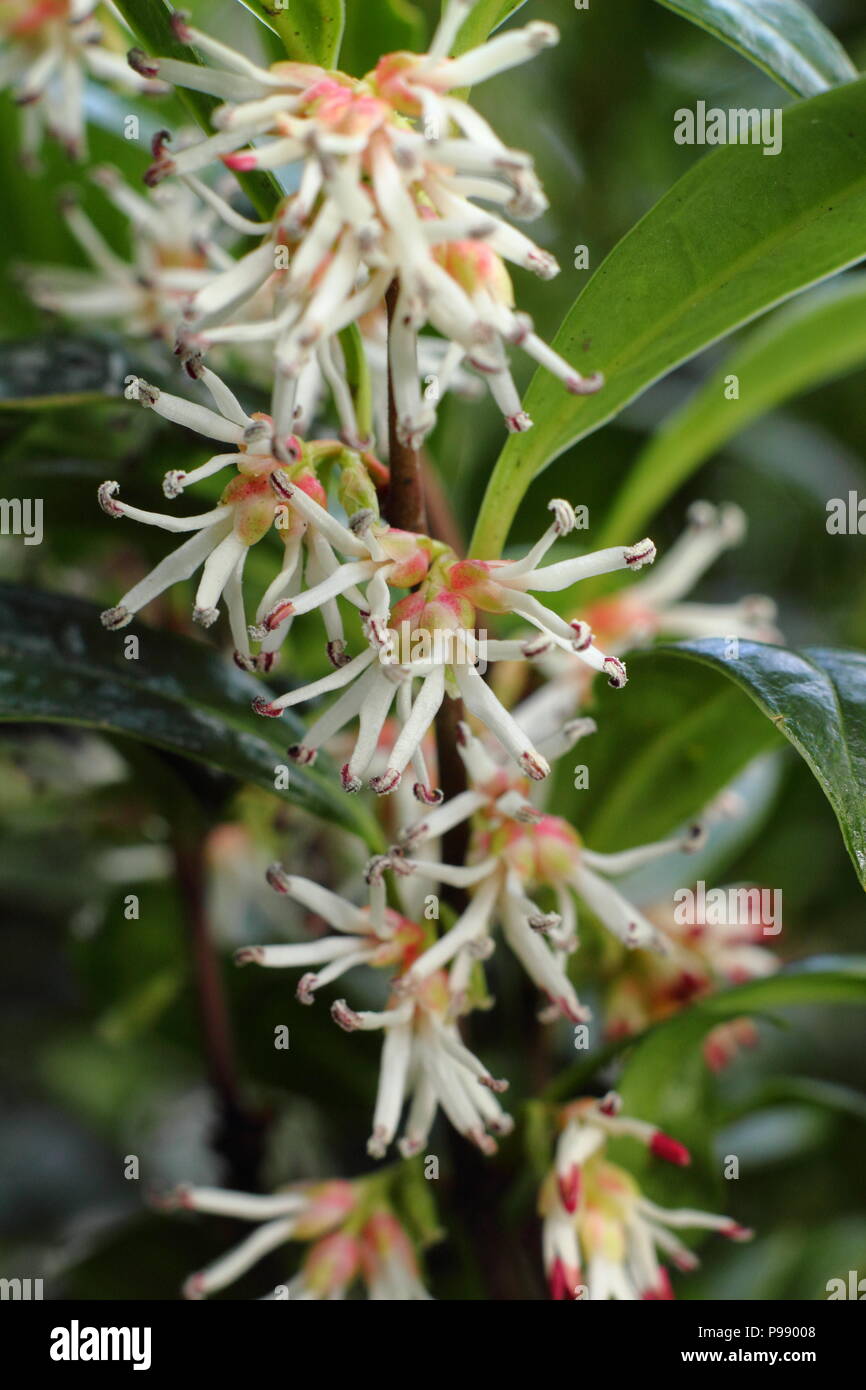 Fragrant cream flowers of Sarcococca hookeriana humilis, dwarf sweet box in flower in a winter garden, UK Stock Photo