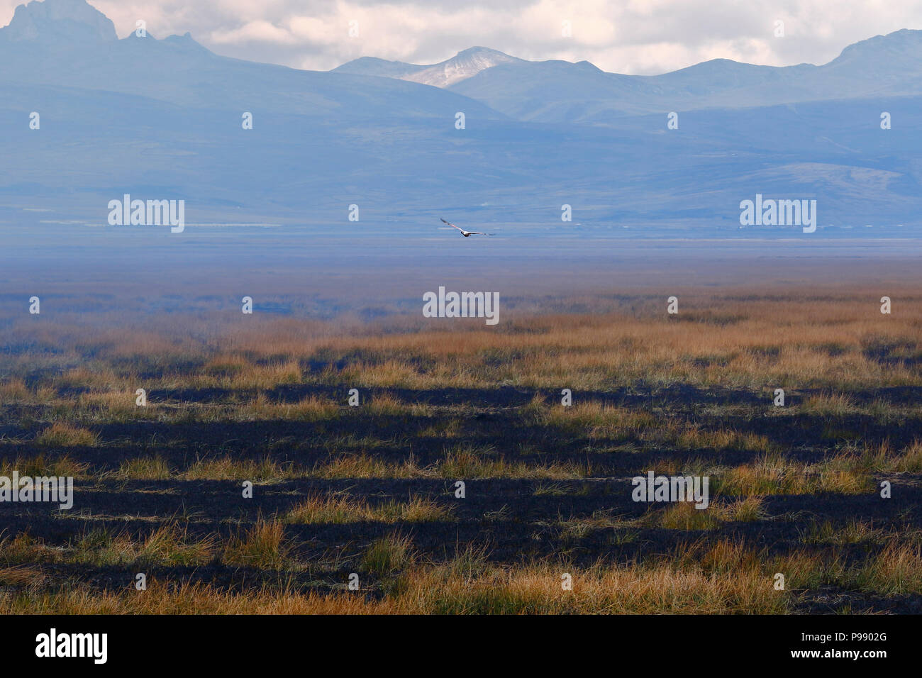 burning of Andean grasslands on Lake Junin Stock Photo