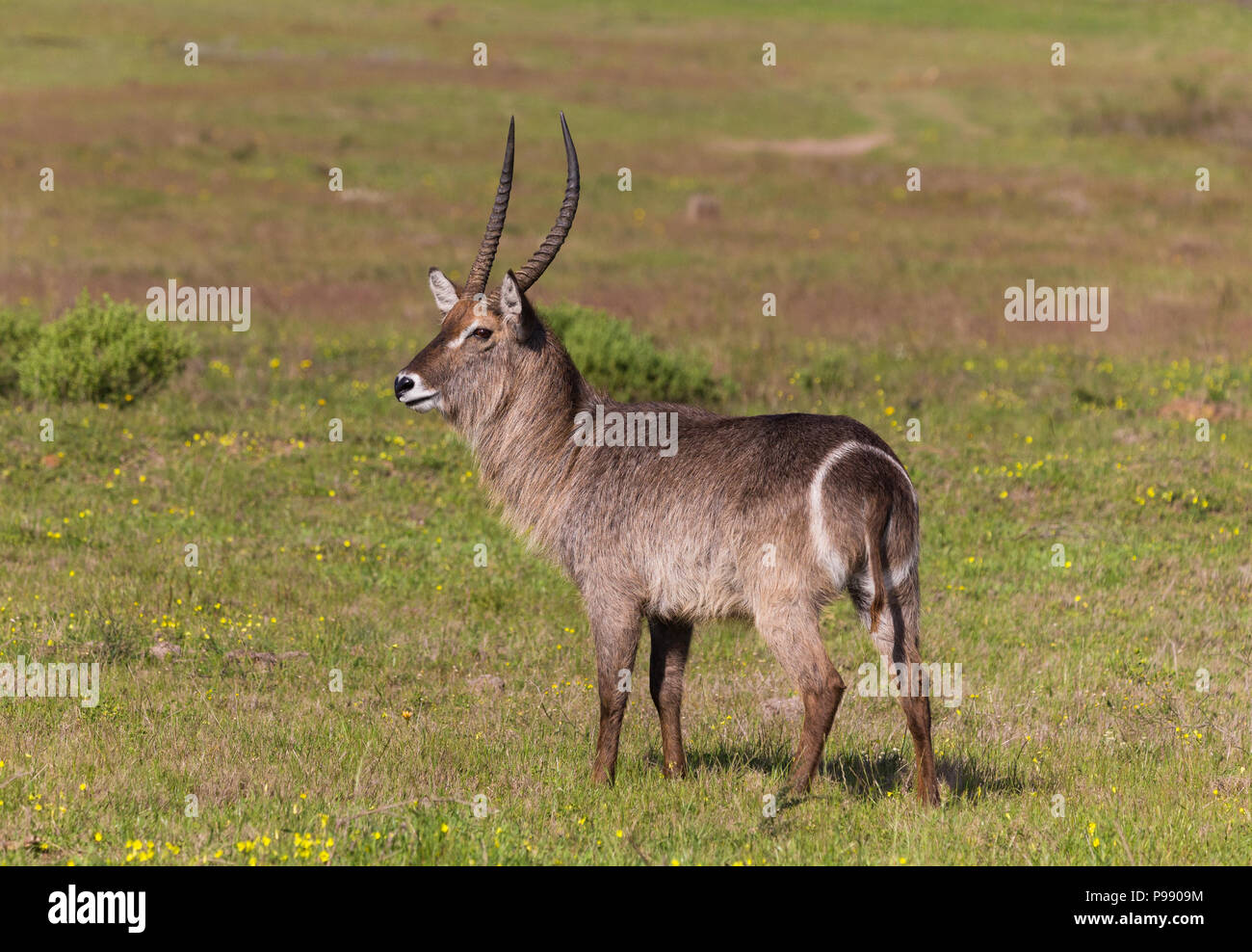 male Waterbuck (Kobus ellipsiprymnus) portrait, side on or profile, in the wild in Spring Stock Photo
