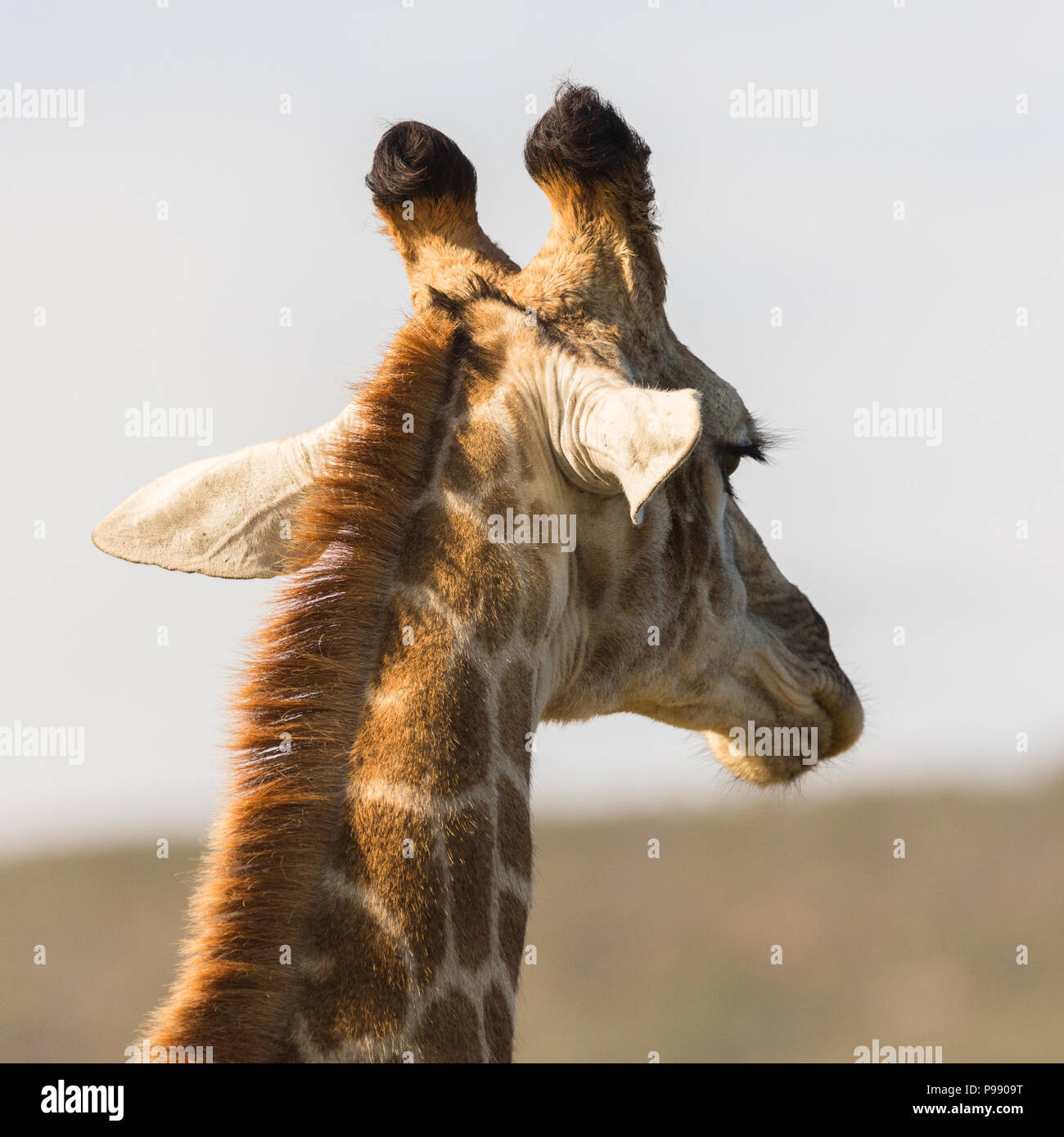 South African or Cape Giraffe (G.g.giraffa) back of head, walking away in the wild of South Africa Stock Photo