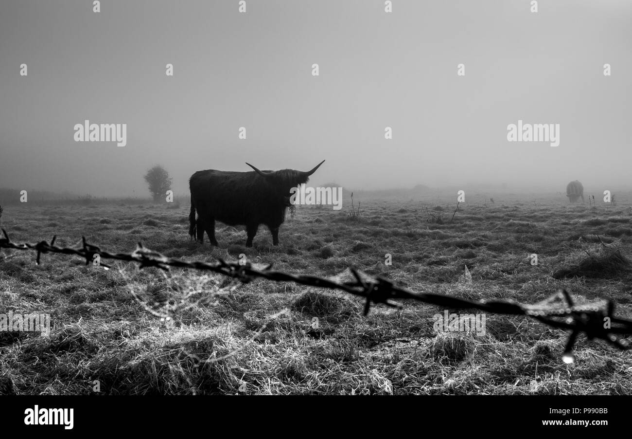Coastal cattle Black and White Stock Photos & Images - Alamy