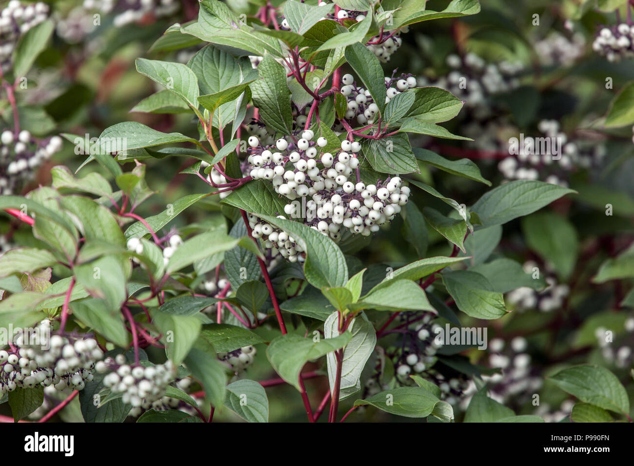 Dogwood, Cornus alba Sibirica, berries Stock Photo
