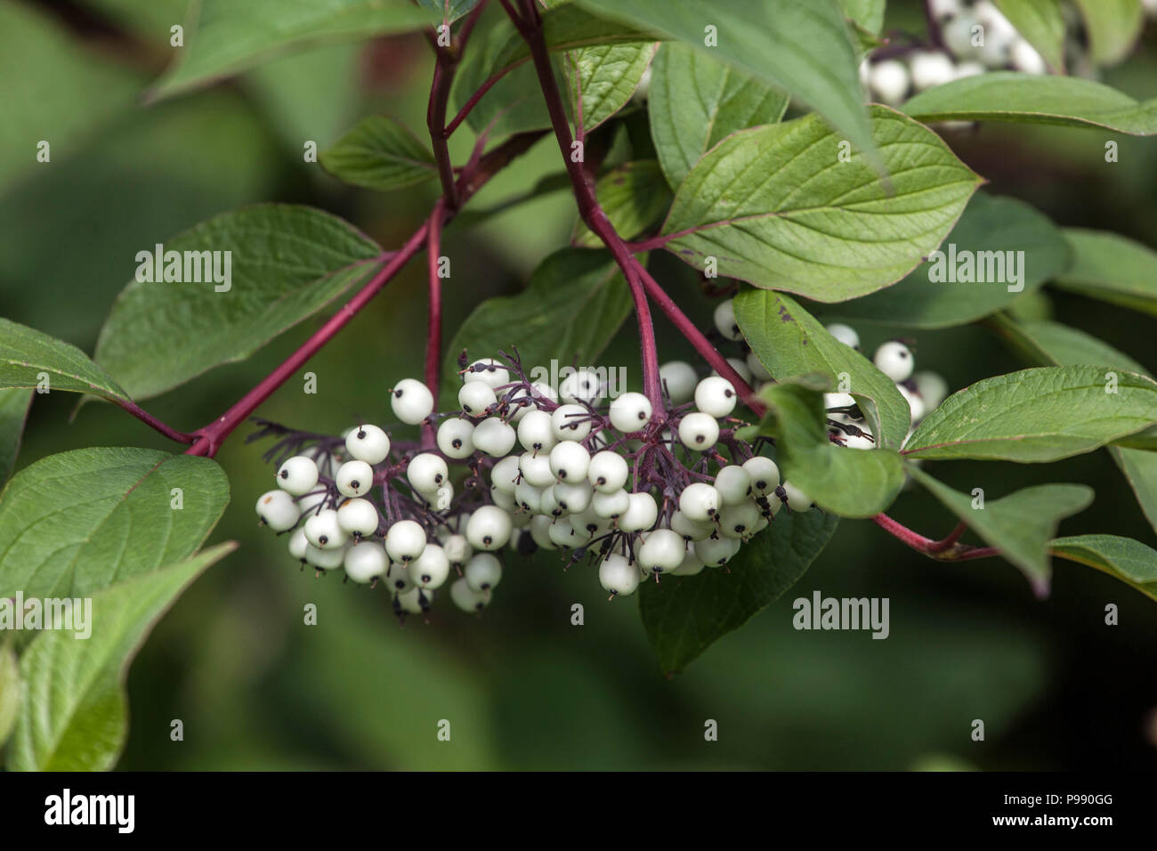 Dogwood, Cornus alba ' Sibirica ', berries Stock Photo