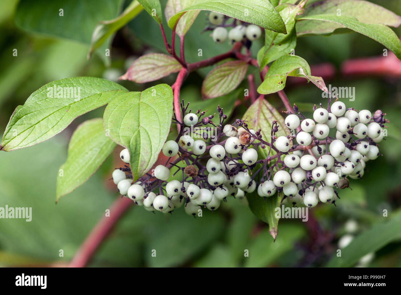 Dogwood, Cornus alba ' Sibirica ', white berries on branch Stock Photo