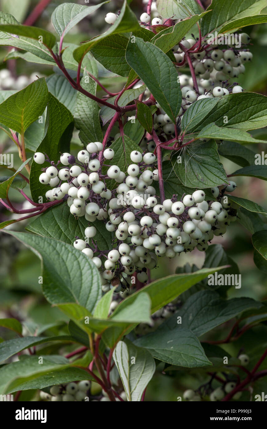 Dogwood, Cornus alba ' Sibirica ', berries Stock Photo