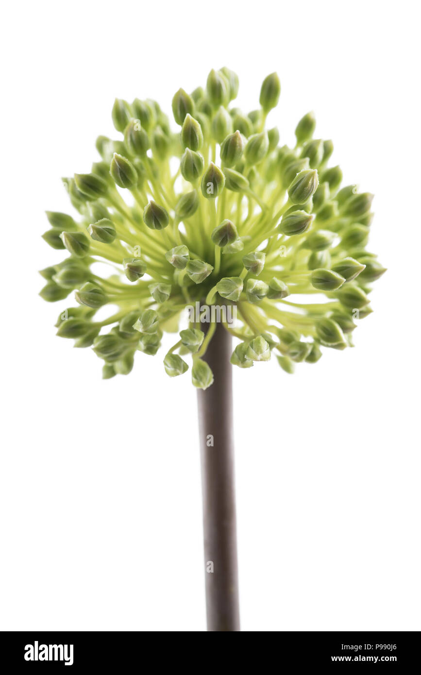 wild leek flower isolated on white background Stock Photo