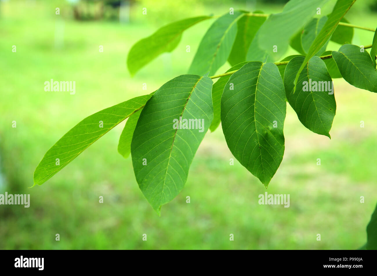 Walnut leaf . Green walnuts on the tree together . Young green leaves