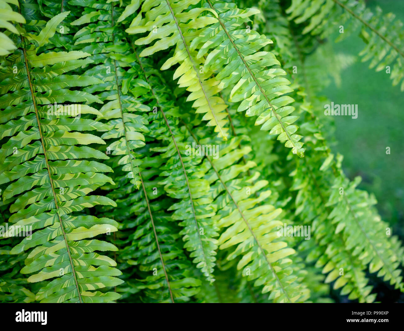 Beautiful fern leaves. Nephrolepis exaltata Tiger Fern, Boston Fern. Stock Photo