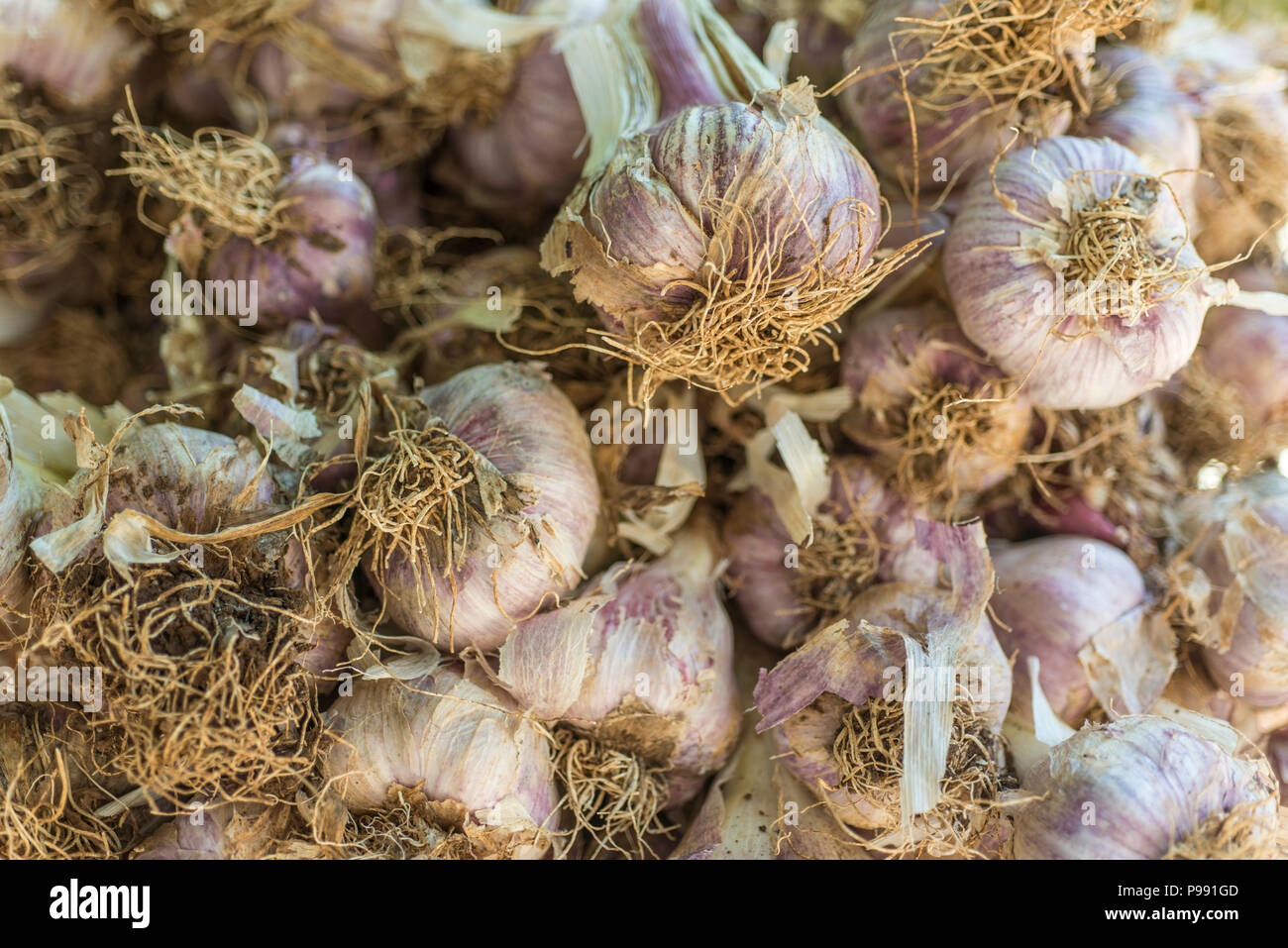 Fresh garlics in a market Stock Photo - Alamy