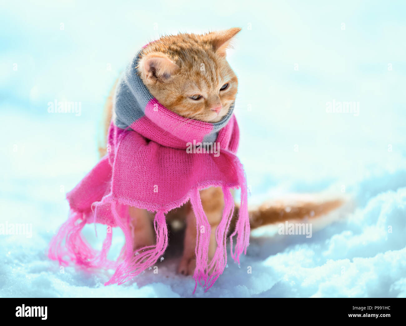 Portrait of the little red kitten wearing knitted scarf outdoors in winter Stock Photo