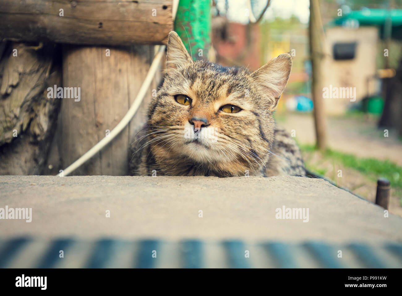 Black cat from behind hi-res stock photography and images - Alamy