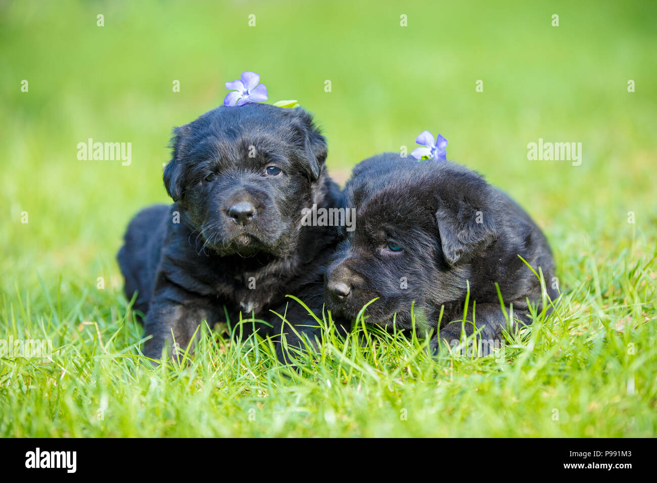 Two small black Labrador retriever puppy lying on a green lawn Stock ...