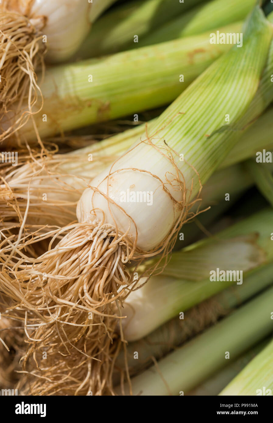 Scallions at farmers market hi-res stock photography and images - Alamy