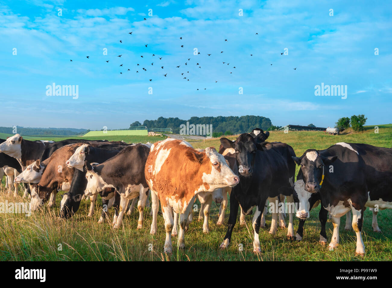 Beautiful rural image with a herd of Holstein cows gathered toghether on green pasture and a flock of birds flying over them, on a blue sky, Germany. Stock Photo