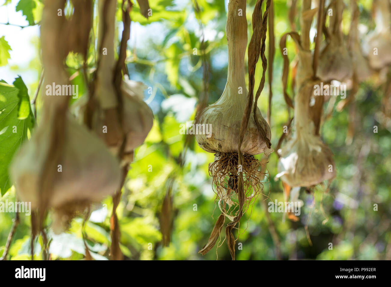 Fresh garlic hang to dry Stock Photo Alamy