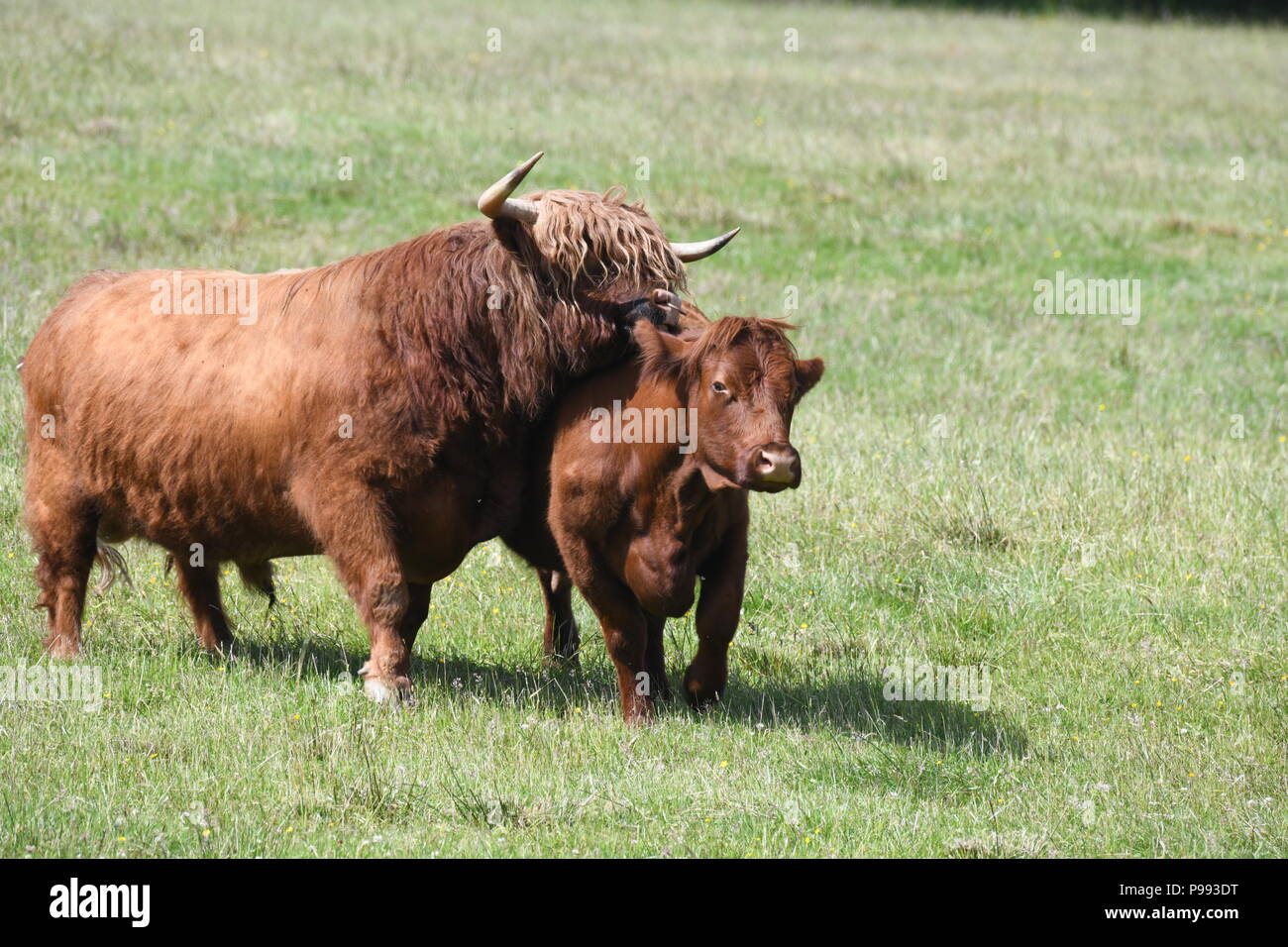 'Cow and Bull in love' Highland Cattle. Loch Lomond,Scotland, United ...