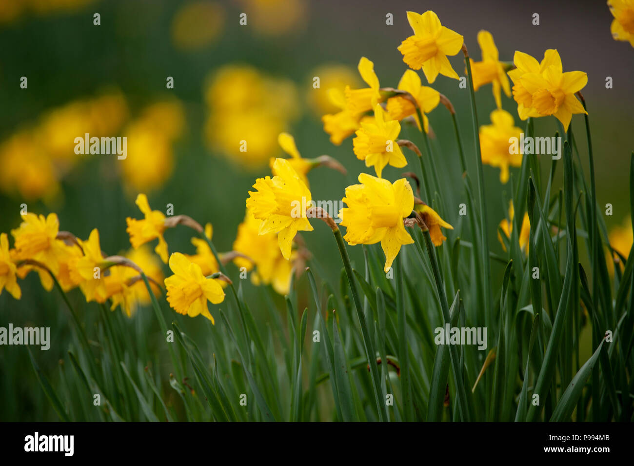 Daffodils blooming in spring garden Stock Photo