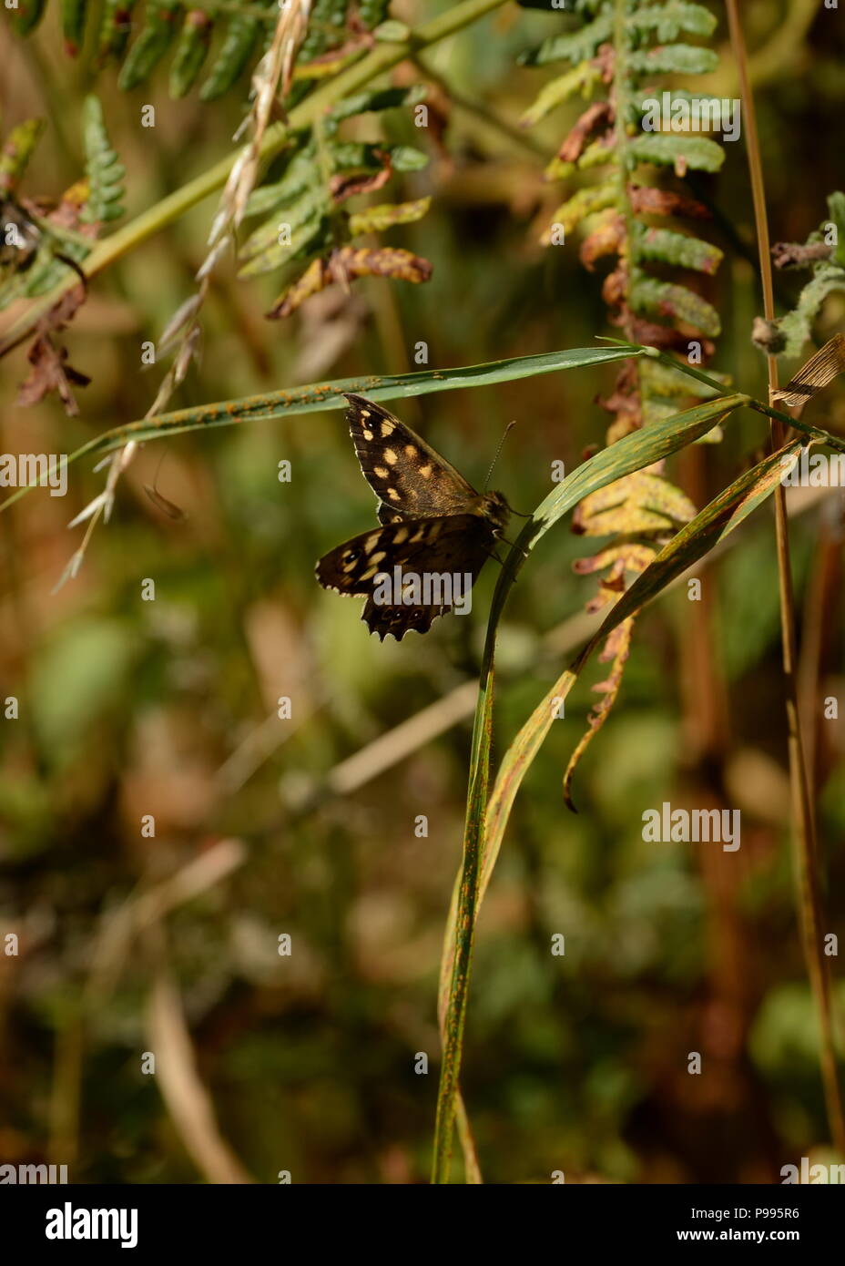 Speckled wood butterfly Stock Photo