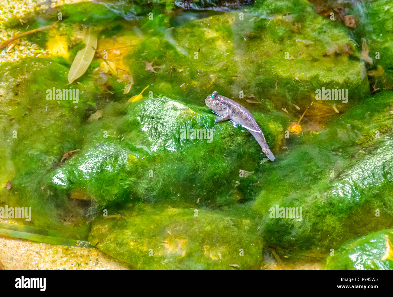 a mudskipper fish in riparian wet ambiance Stock Photo