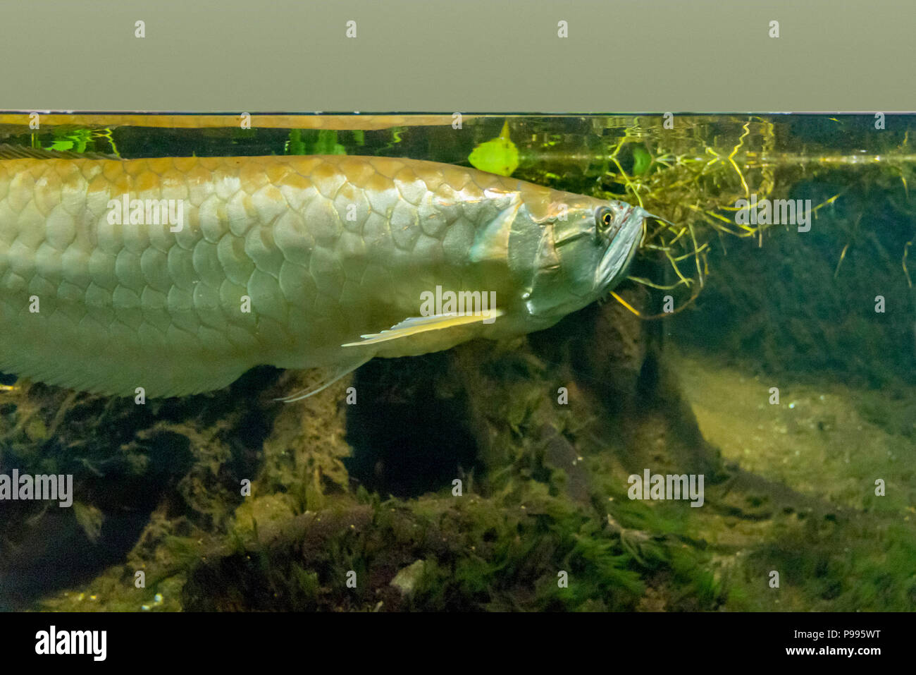 underwater scenery showing a Silver Arowana fish in riparian ambiance Stock Photo