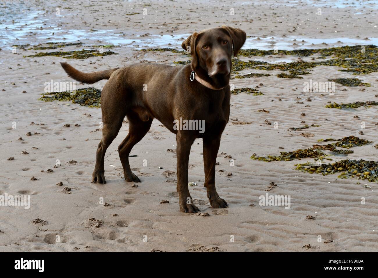 Chocolate Labrador gun dog on Inverkip beach Stock Photo Alamy