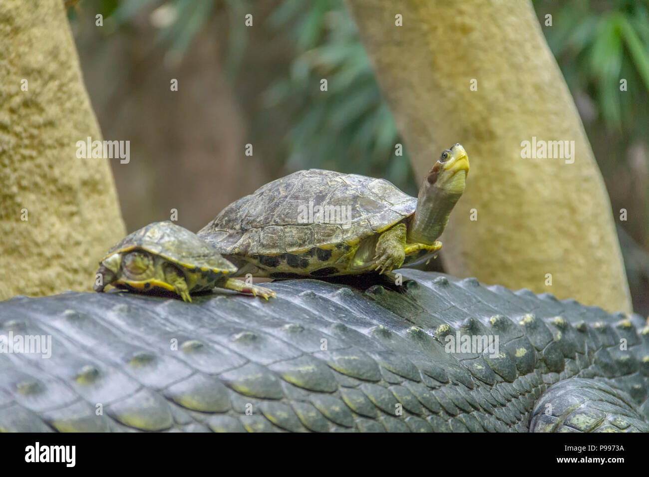 some turtles resting on a Gharial Stock Photo