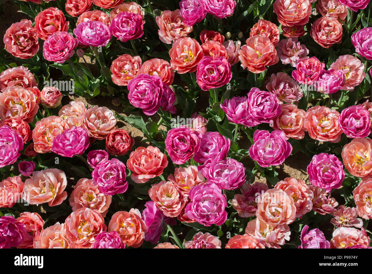 Blooming colorful tulip flowers in garden as floral background Stock ...