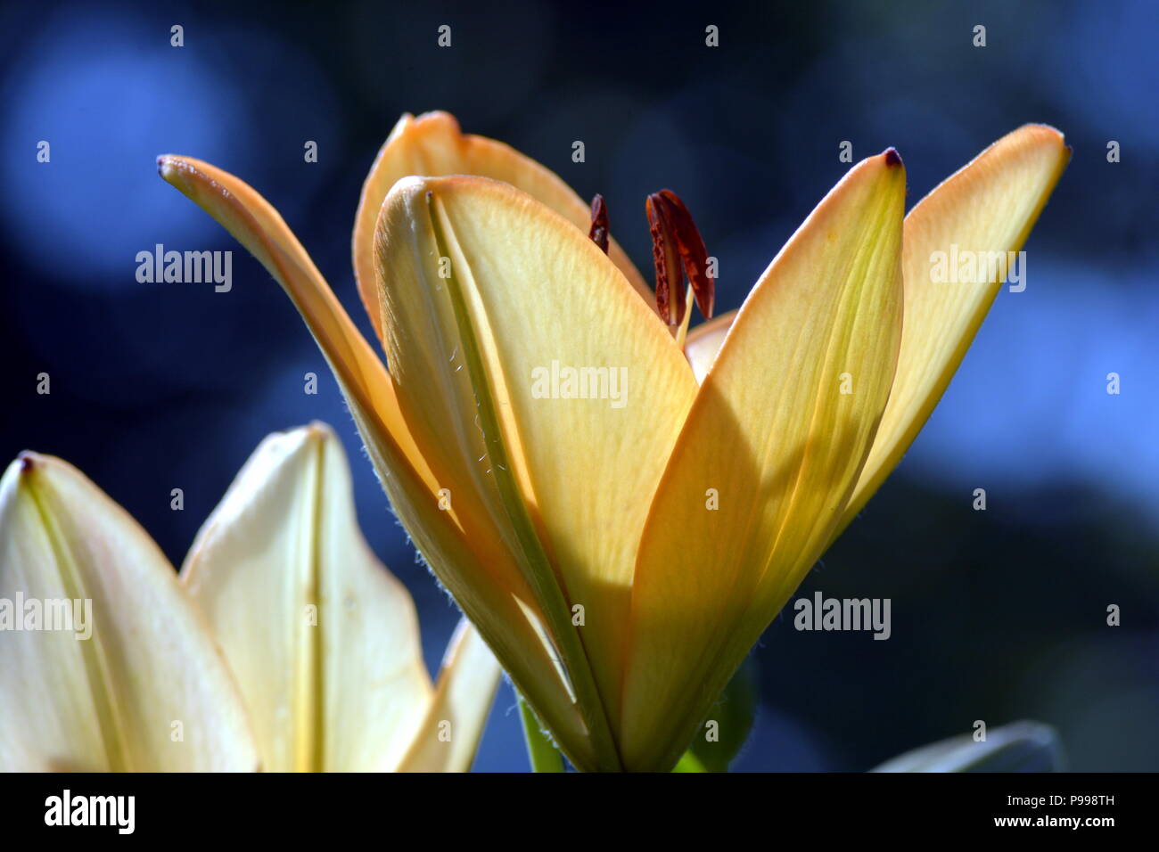 yellow blossoming tulips on a green stem, macro photography. Stock Photo