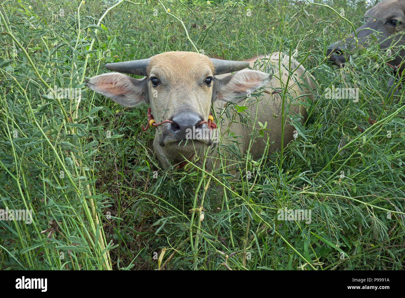 Asian Water Buffalo (Bubalus bubalis) standing in herbal foliage and wet ground in Udon Thani, Isaan, Thailand Stock Photo