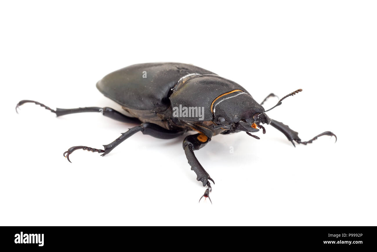 Lesser Stag Beetle, Dorcus parallelipipedus on white background Stock Photo