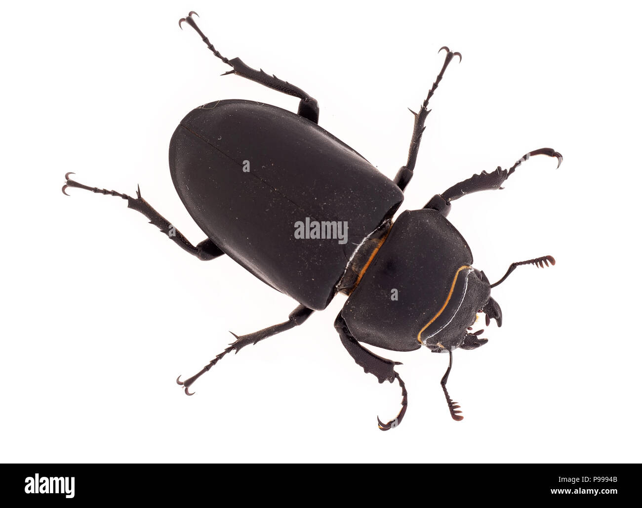 Lesser Stag Beetle, Dorcus parallelipipedus on white background Stock Photo