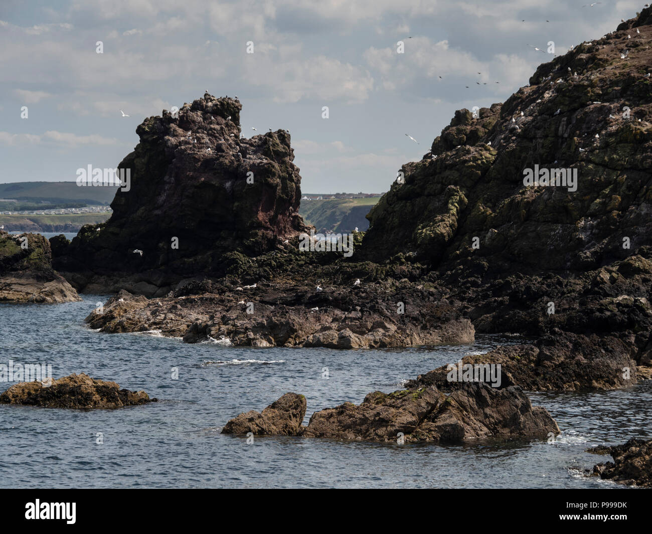St Abbs harbour village with fishing, scuba diving, sailing - Berwickshire coast, Scotland. Gulls on the rocky shore. Stock Photo