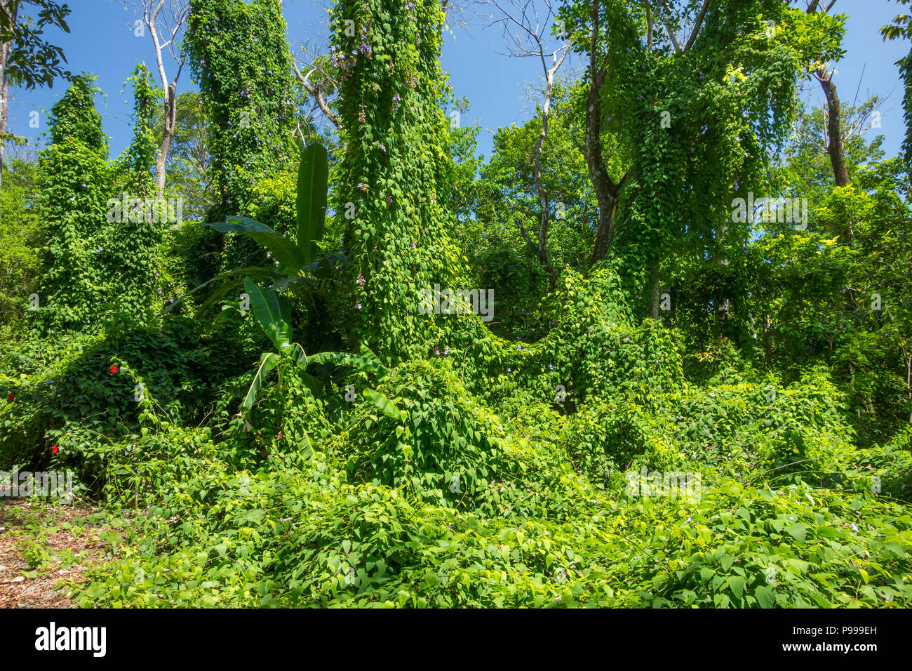 Lush Vegetation in the Rain Forest of Costa Rica Stock Photo