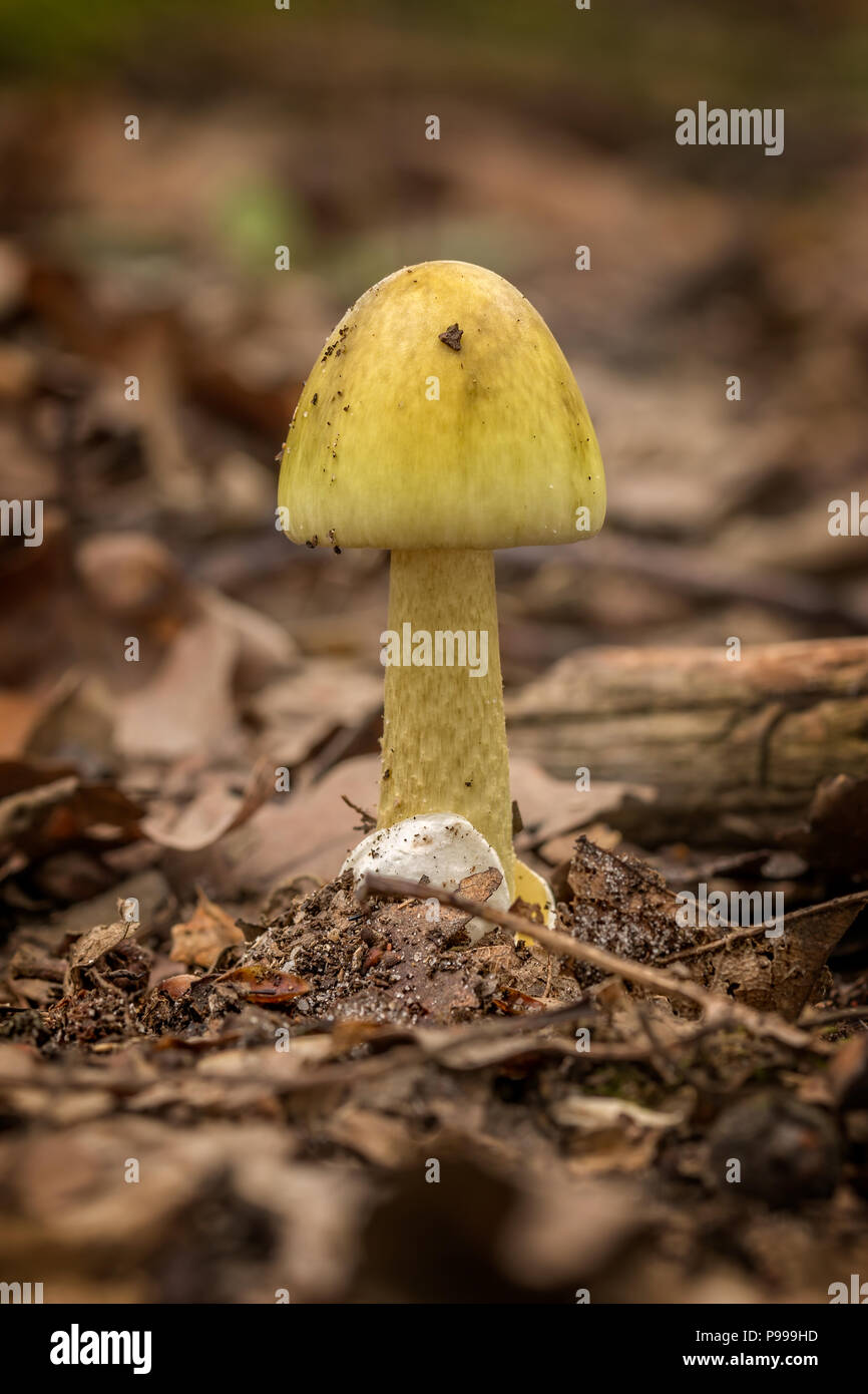 Danger on the forest, death cap (Amanita phalloides) Stock Photo