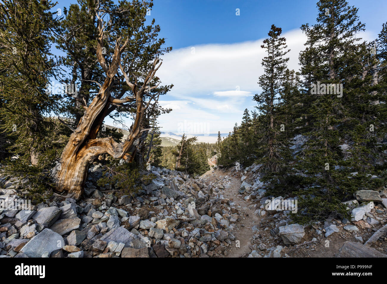 Bristlecone Pines trail in Great Basin National Park in Northern Nevada.  Bristlecone Pines are the oldest trees in the world. Stock Photo